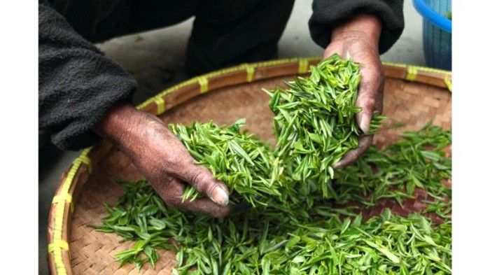 Image of green tea leaves at harvest