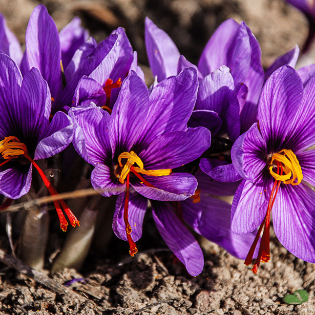 Photo of the Saffron Flower
