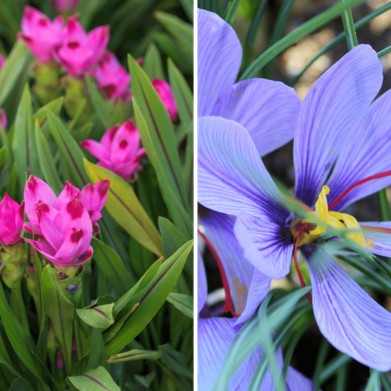 Photos of the Curcuma Longo plant and the Saffrom flower.