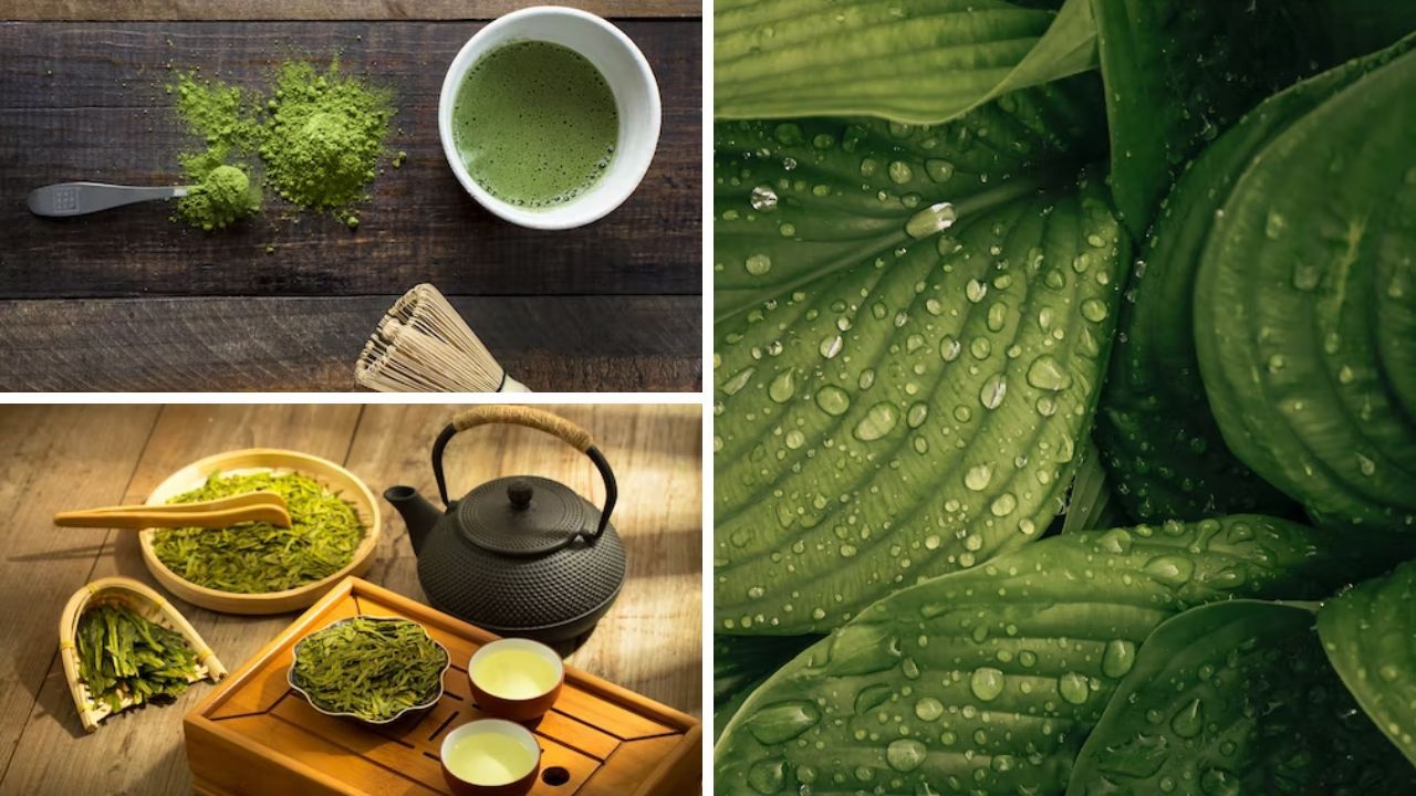 Several images of green tea leaves, cups and drink
